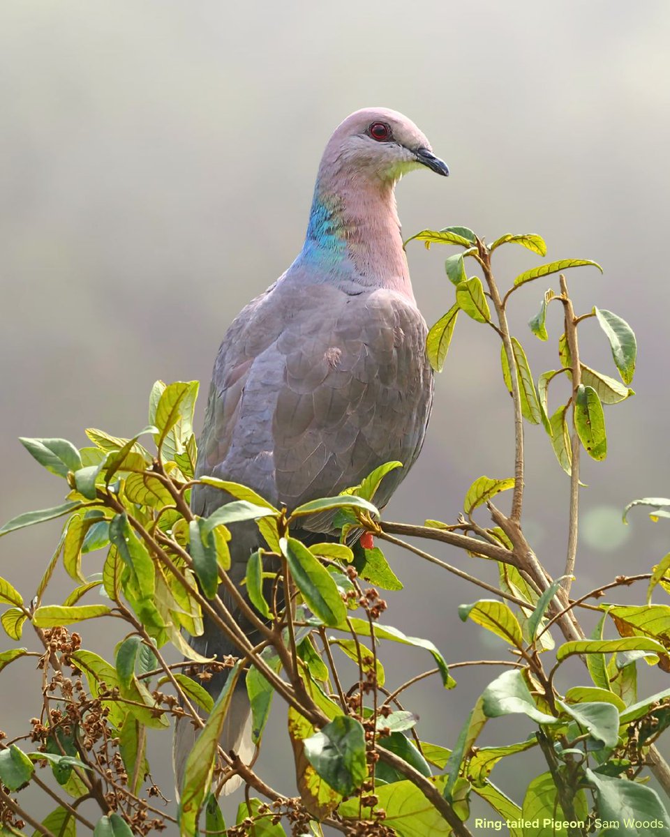 Birds Caribbean tweet media