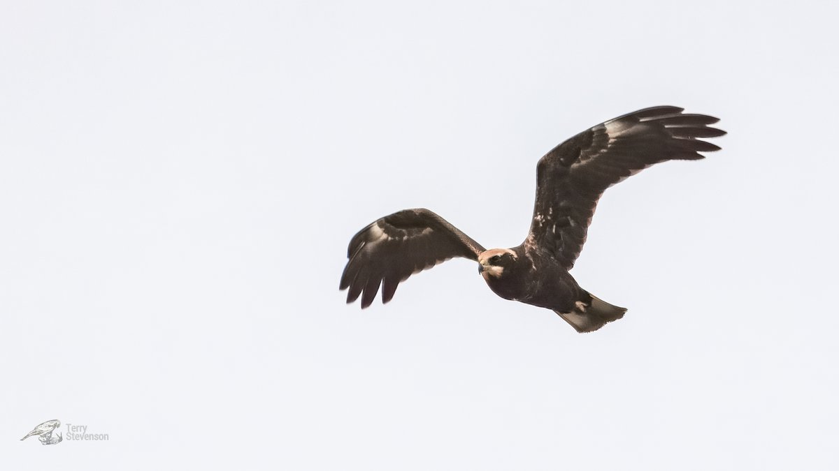 Terry Stevenson (@chulavista21) on Twitter photo A #Marsh_Harrier flew accross the Tack Piece flushing all the waders <a href="/slimbridge_wild/">Slimbridge Sightings</a> this afternoon #GlosBirds A #Marsh_Harrier flew accross the Tack Piece flushing all the waders <a href="/slimbridge_wild/">Slimbridge Sightings</a> this afternoon #GlosBirds