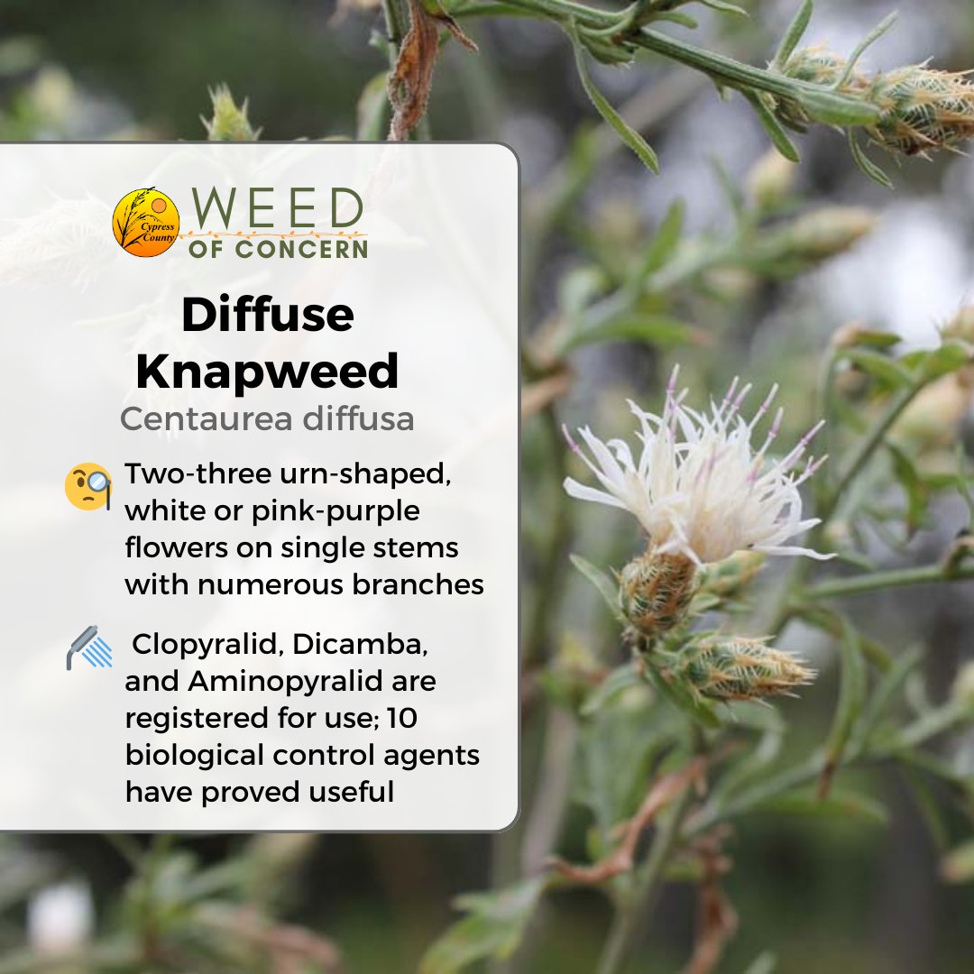 🌿 Weed of Concern — Diffuse Knapweed
A biennial to short-lived perennial that reproduces by seed. A single plant can produce 18,000 seeds.
 
For the full list of weeds common to the county, visit cypress.ab.ca/p/weeds-of-the…

#CypressCounty #agriculture #weedofconcern