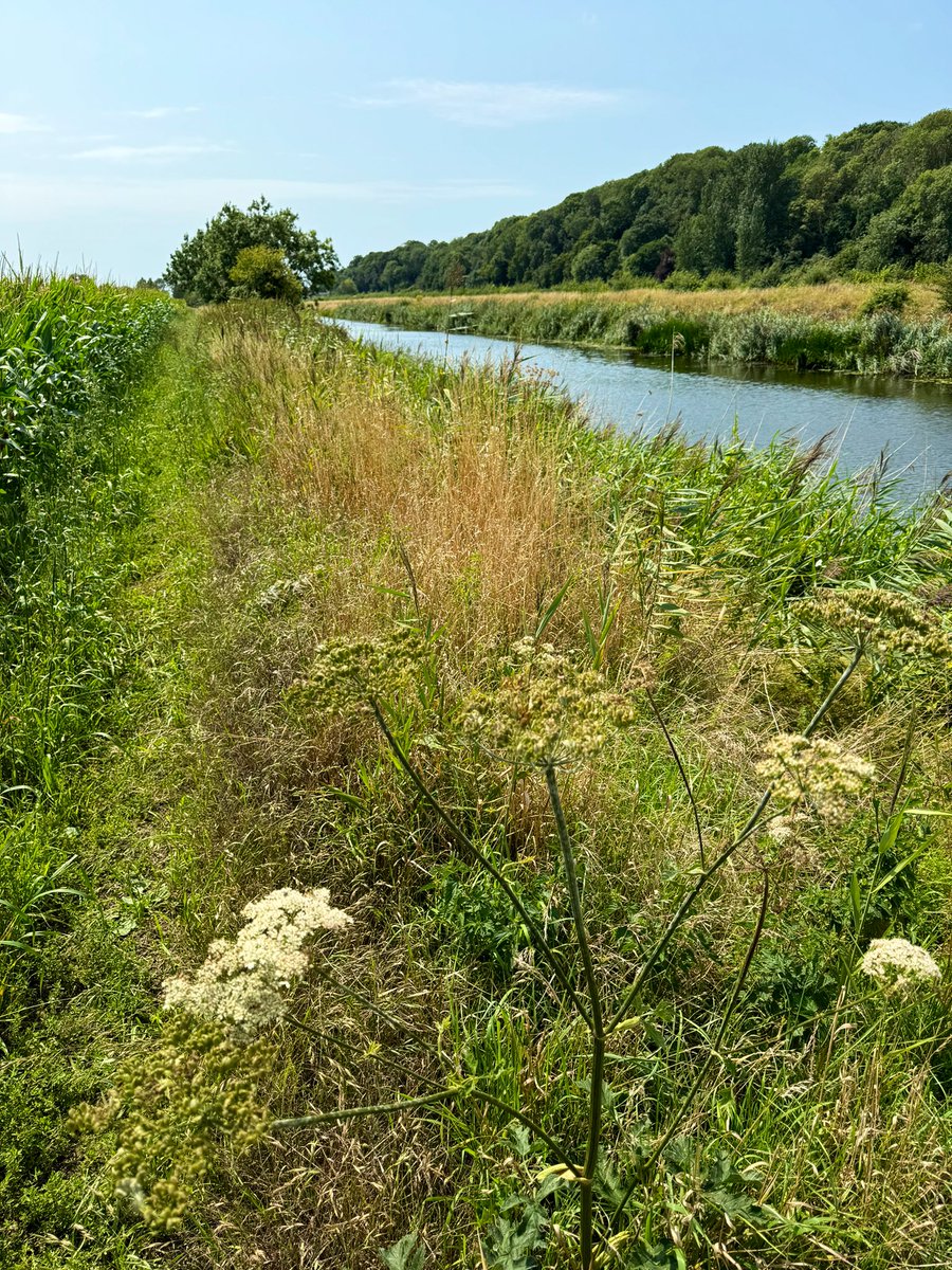 APCAFC's tweet photo. Royal Military Canal

#GoingAroundtheUKCoastAgain 
Day 153
SIDE PROJECT
#SussexBorderPath 
#RoyalMilitaryCanalPath 
#SaxonShoreWay https://t.co/b8fd5mxQVE
