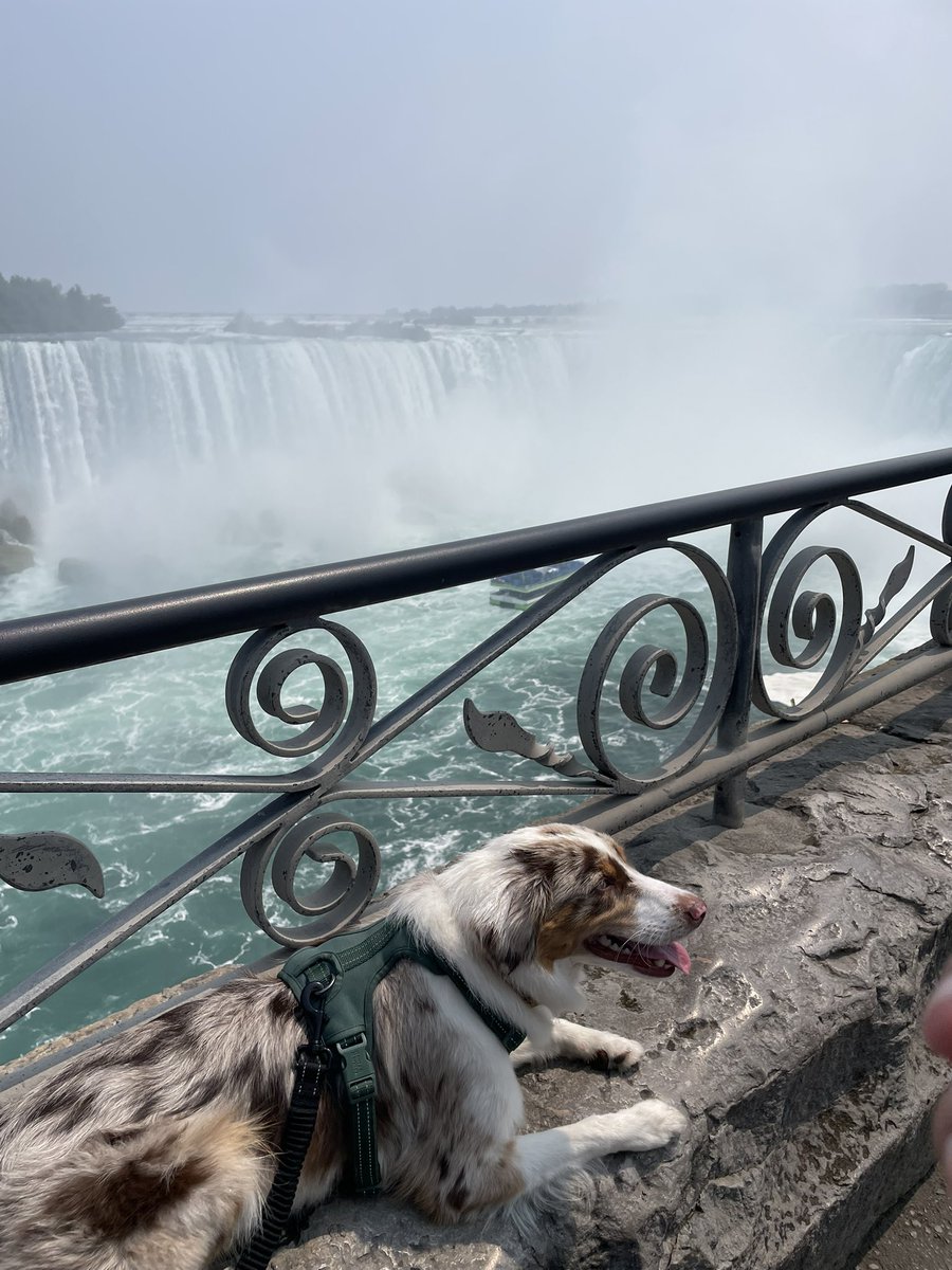 Castrid's tweet photo. Chai goes to the falls ✨🌊 https://t.co/yXJGfFriOE