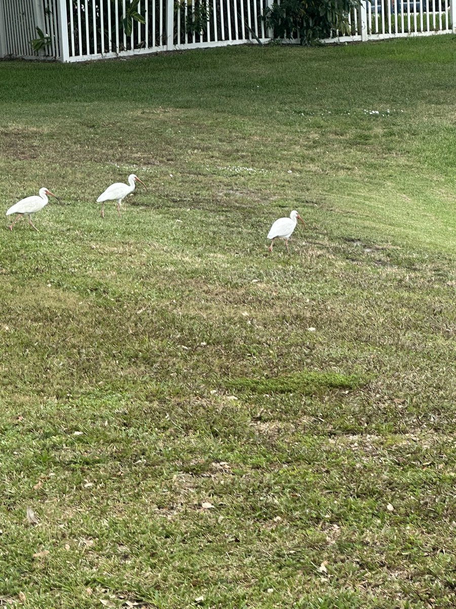 Ibis is saying it Hurricane Season about to start <a href="/CanesFootball/">Miami Hurricanes Football</a>