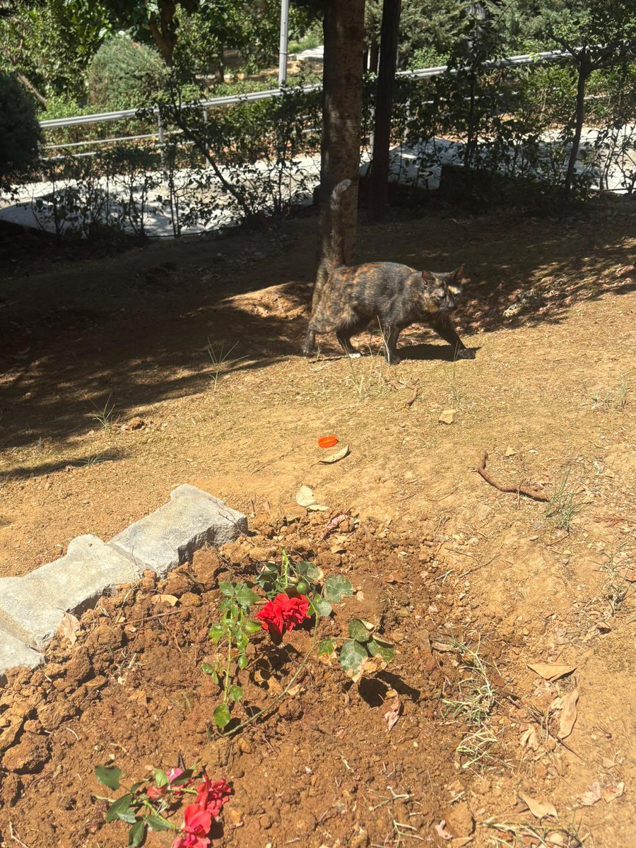 Burak Alan'ın katlettiği 
Cezve'nin mezarı.
Gül dikmiş Serpil hanım.
"Dünyada bu kadar yer kaplıyorlar" dedi 
toprağa su verirken.
Karede bir kedi var, adı: Karamel.
Cezve'nin ikiz kardeşi.
Mezarın başına gidip geliyor...
Tekmeleyenin, 
beddua edenin 
çok olsun katil Burak Alan.