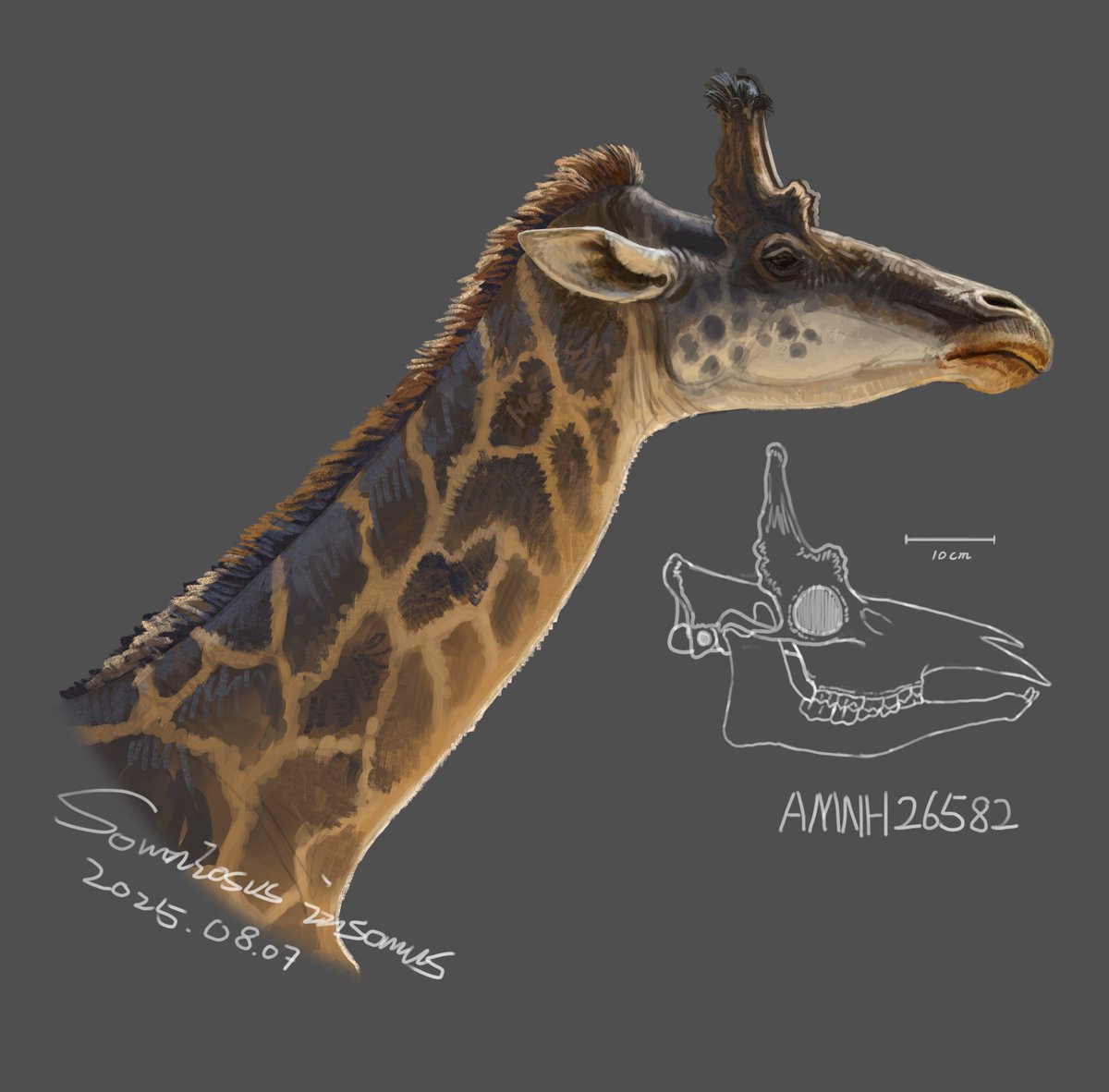 Qilin tungurensis (formally Palaeotragus tungurensis) have a new genus name now!