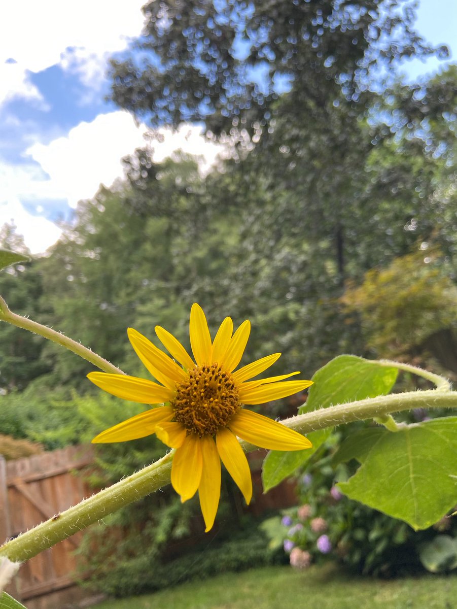 A splash of sunflower splendor to help brighten your Wednesday! I’m loving my beautiful #writing view. 🌻😊 #garden #sunflower #summer #authorlife