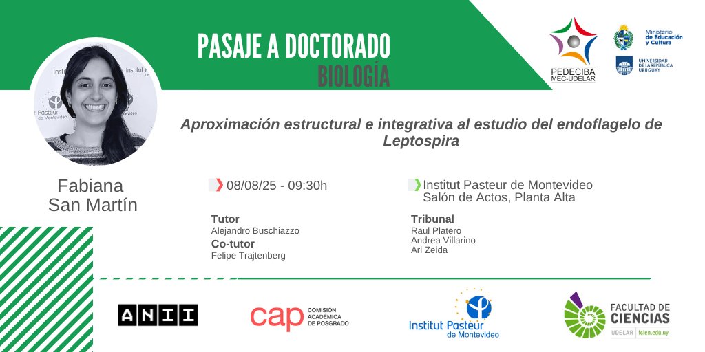 Aproximación estructural e integrativa al estudio del endoflagelo de Leptospira 

Pasaje a #Doctorado de la #EstudiantePEDECIBA Fabiana San Martín 

08/08 - 09:30h  

#SomosPEDECIBA 
#ConstruyendoCiencia

+ info pedeciba.edu.uy/es/defensa/apr…