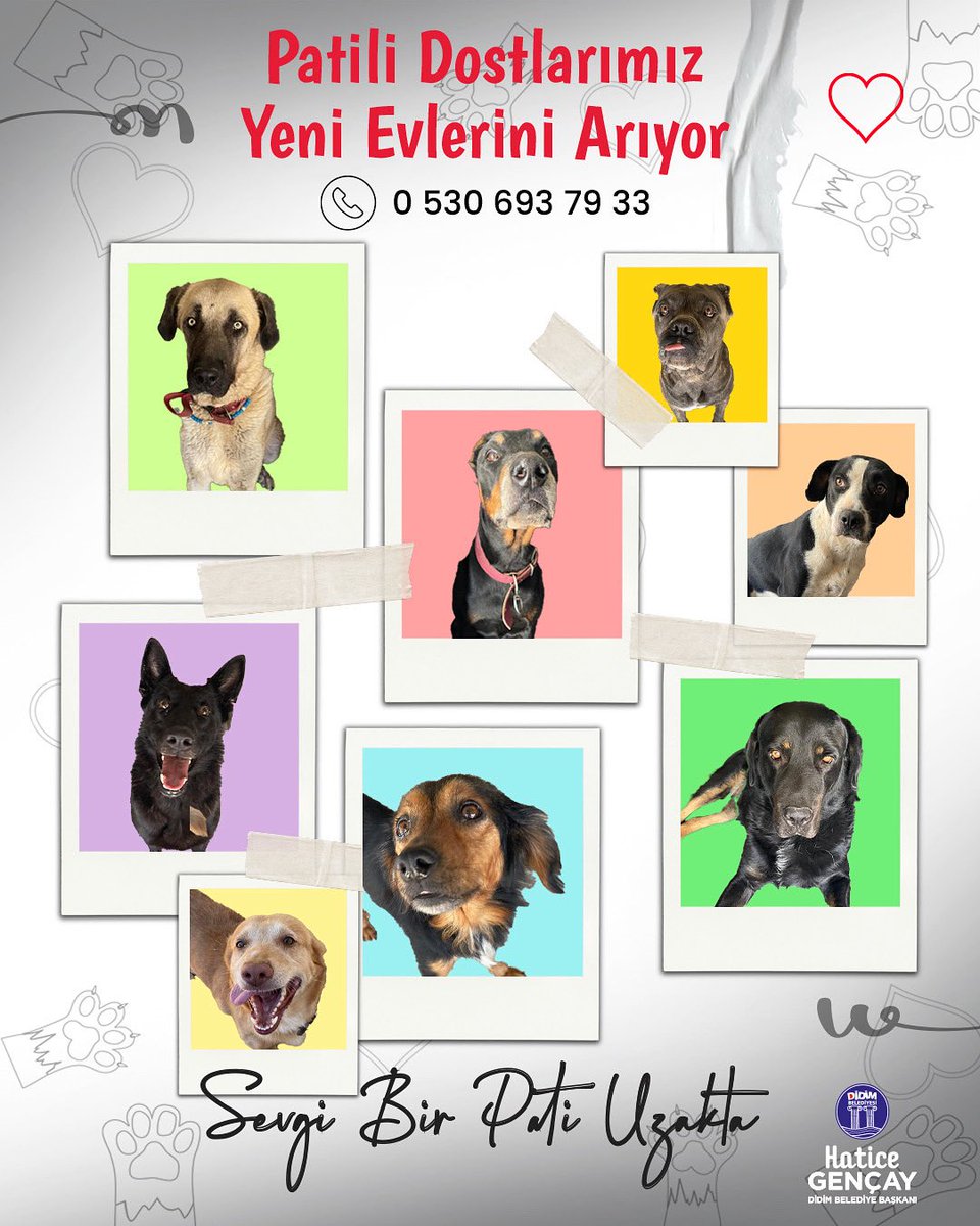 🐾 Onlar size bir ömürlük sevgi verir, siz onlara sıcak bir yuva… 💛
Didim Sokak Hayvanları Tedavi ve Geçici Bakım Merkezimizde, sevgi dolu dostlarımız sizi bekliyor.
Unutmayın, sevgi sadece bir pati uzağınızda… 🐾✨

👉 Detaylar: instagram.com/s/aGlnaGxpZ2h0…