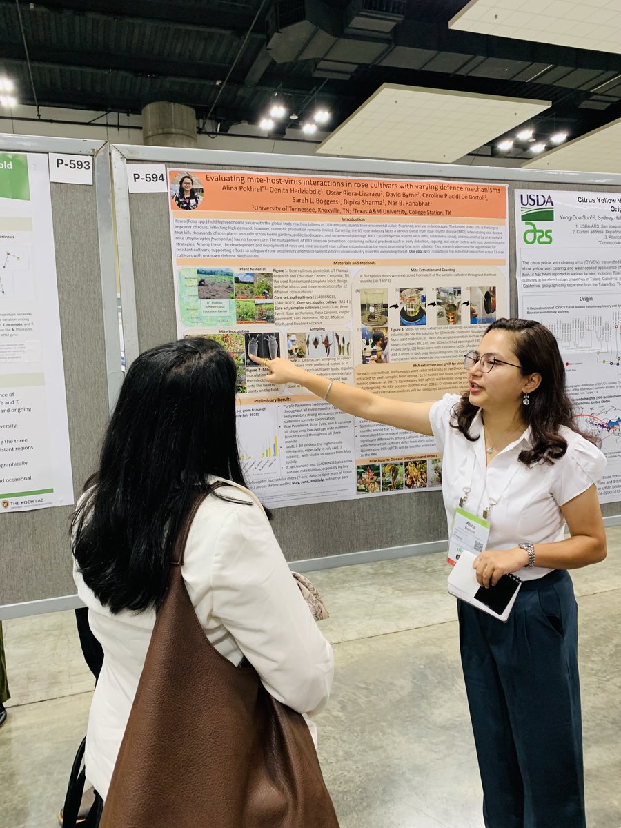 Ranabhat Nar (@utplantpathodoc) on Twitter photo Wrapping up #PLANTHEALTH2025: Our PhD student, Alina Pokhrel presenting her research on "Evaluating mite-host-virus interactions in rose cultivars with varying defense mechanism" #roserosettevirus #mitevector <a href="/epp_tn/">UT Entomology & Plant Pathology</a> Wrapping up #PLANTHEALTH2025: Our PhD student, Alina Pokhrel presenting her research on "Evaluating mite-host-virus interactions in rose cultivars with varying defense mechanism" #roserosettevirus #mitevector <a href="/epp_tn/">UT Entomology & Plant Pathology</a>