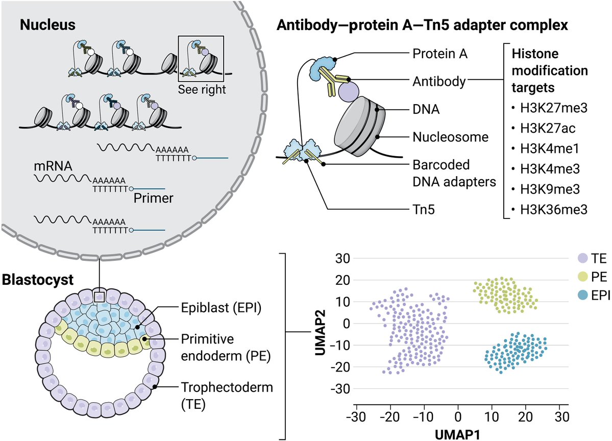 Waggoner Lab (@labwaggoner) on Twitter photo Single-cell multitargets and mRNA sequencing enable the simultaneous profiling of transcriptome and up to six histone modifications in individual cells <a href="/RuggGunnLab/">Rugg-Gunn Lab</a> <a href="/ScienceAdvances/">Science Advances</a>
science.org/doi/10.1126/scβ¦
science.org/doi/10.1126/scβ¦
preview by <a href="/haiqi_chen/">Haiqi Chen</a> Single-cell multitargets and mRNA sequencing enable the simultaneous profiling of transcriptome and up to six histone modifications in individual cells <a href="/RuggGunnLab/">Rugg-Gunn Lab</a> <a href="/ScienceAdvances/">Science Advances</a>
science.org/doi/10.1126/scβ¦
science.org/doi/10.1126/scβ¦
preview by <a href="/haiqi_chen/">Haiqi Chen</a>
