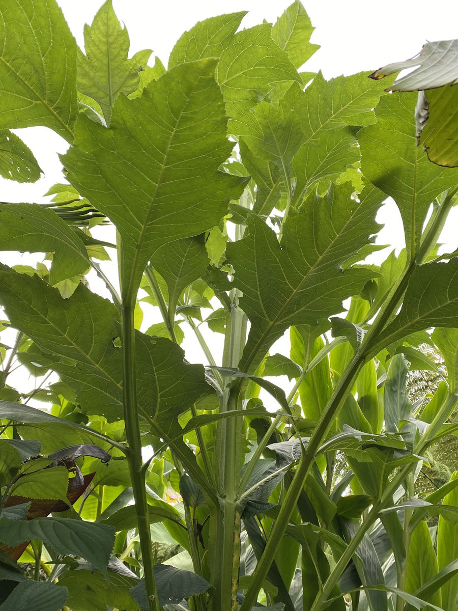 A beast in the garden this year survived last winter and returned in the spring now well over 3m tall , Verbesina Olsenii
The Mexican Winged Crown-Beard