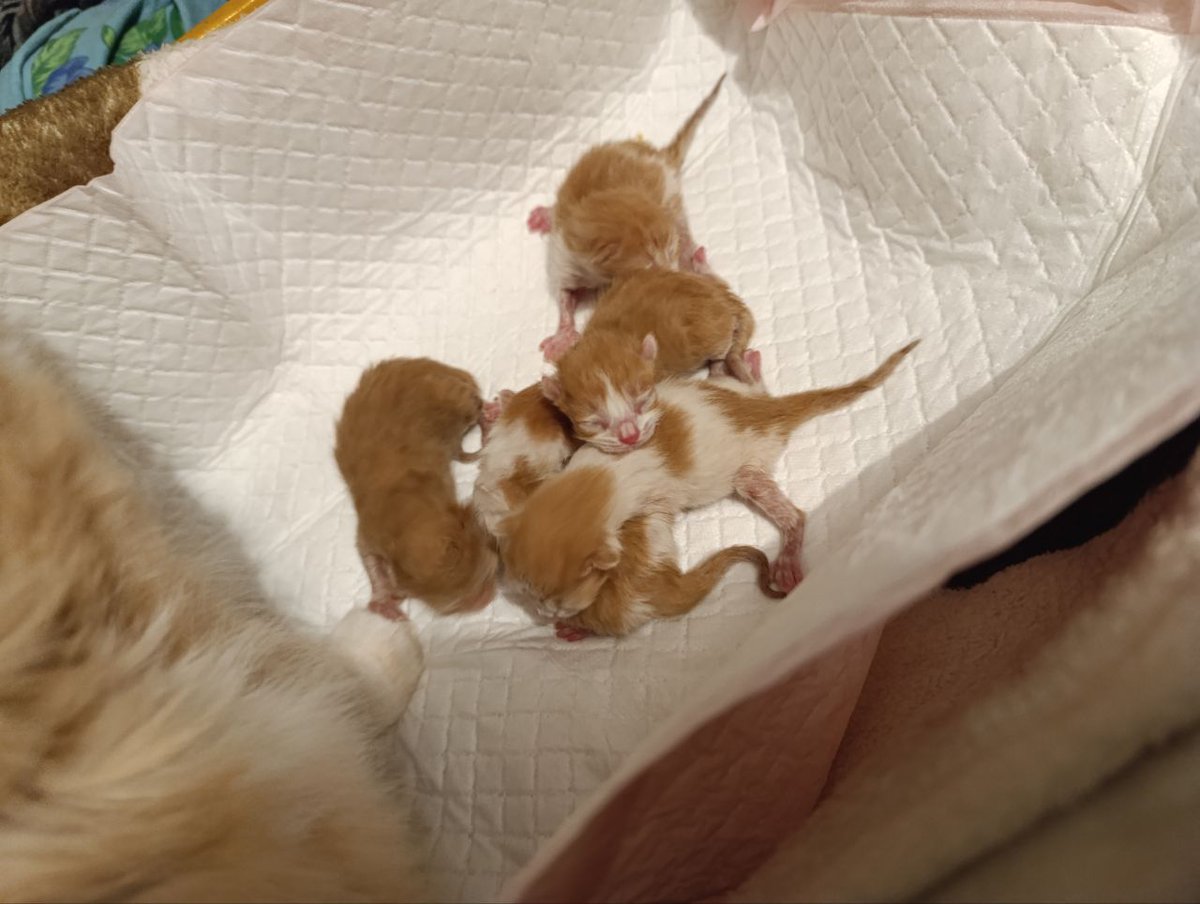 поздравьте меня сегодня я стал гордым дедом пяти замечательных пиздюков!!!!!!!!!!!!