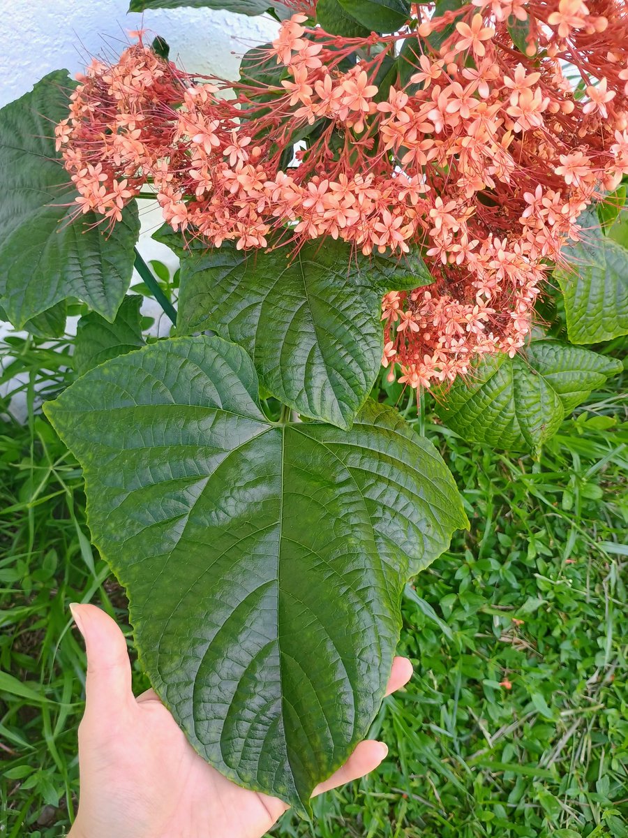 No idea what kind of plant this is. Somebody planted it before I moved in. 
But it's pretty and the leaves are big!
It almost died after last years hurricanes. 
One tough Florida Plant!