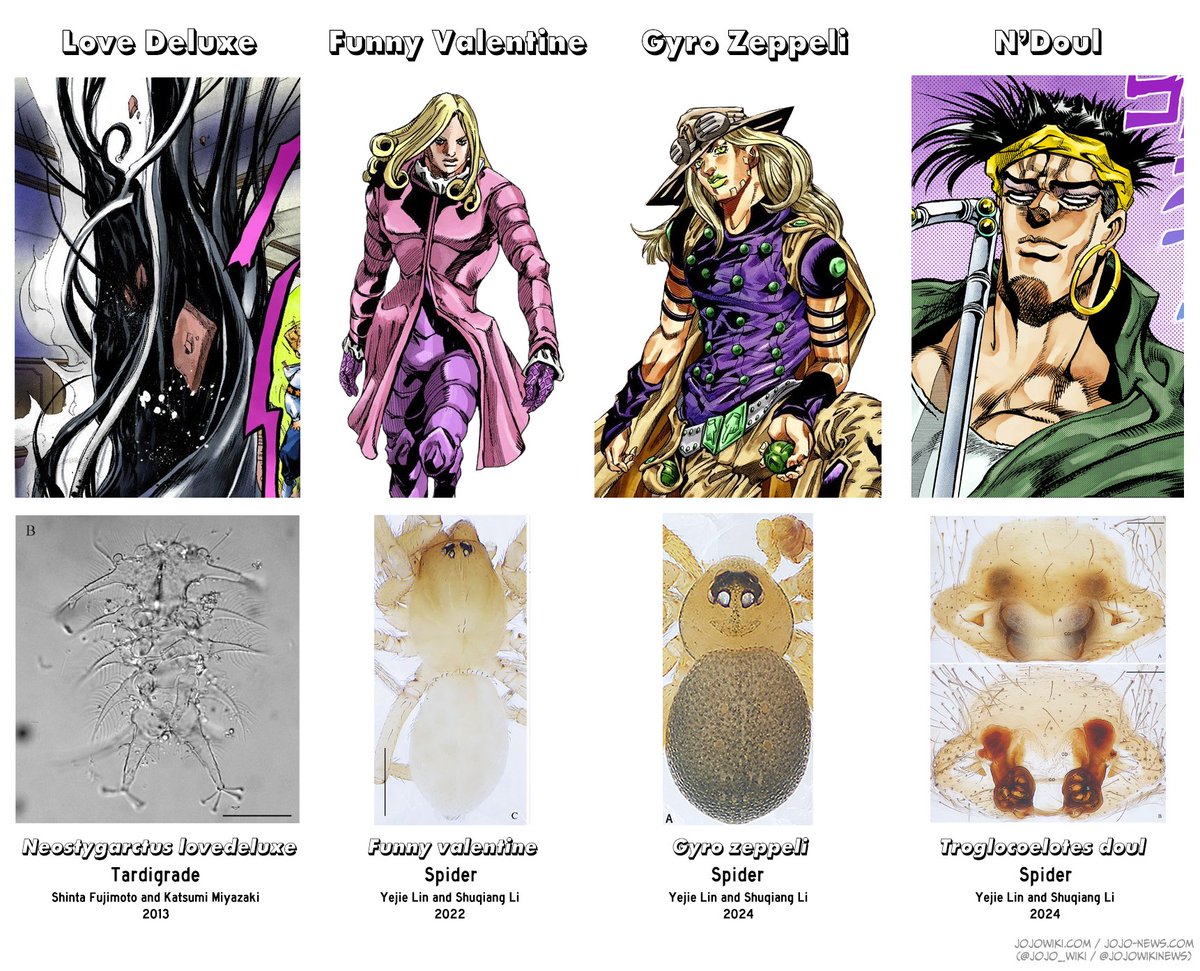 There are currently four species named after JoJo's Bizarre Adventure characters (and a Stand).
★ Neostygarctus lovedeluxe (Tardigrade, 2013)
★ Funny valentine (Spider, 2022)
★ Gyro zeppeli (Spider, 2024)
★ Troglocoelotes doul (Spider, 2024)