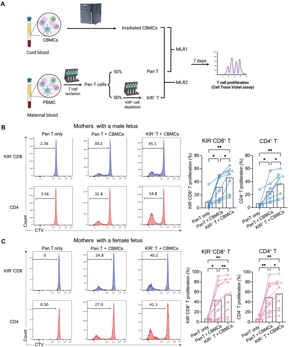 Waggoner Lab (@labwaggoner) on Twitter photo KIR+CD8+ T cells are increased during human pregnancy and may promote maternal tolerance by suppressing fetal-specific T cells <a href="/ScienceTM/">Science Translational Medicine</a>
science.org/doi/10.1126/sc… KIR+CD8+ T cells are increased during human pregnancy and may promote maternal tolerance by suppressing fetal-specific T cells <a href="/ScienceTM/">Science Translational Medicine</a>
science.org/doi/10.1126/sc…