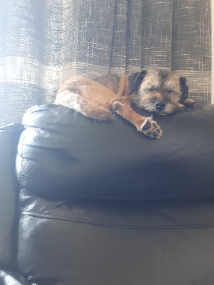 little wookiee tweet media