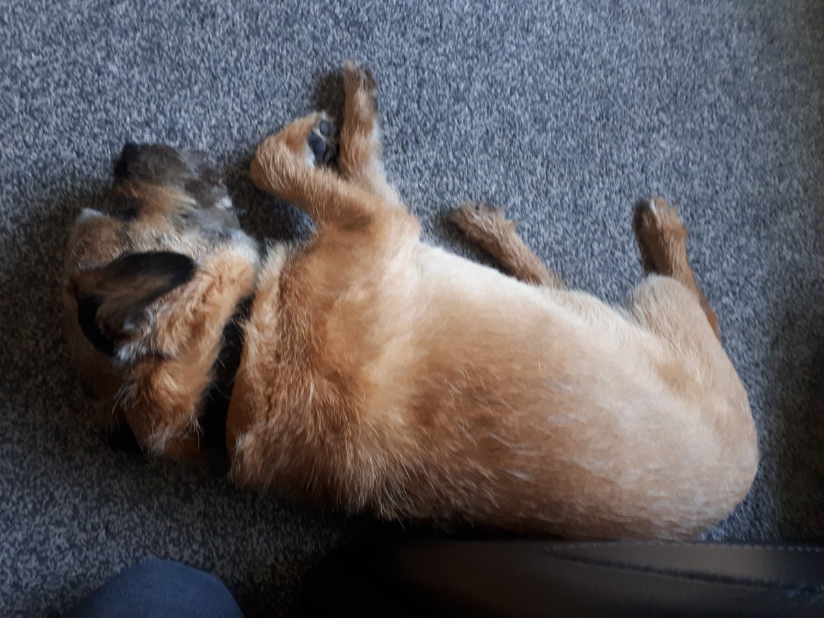 little wookiee tweet media