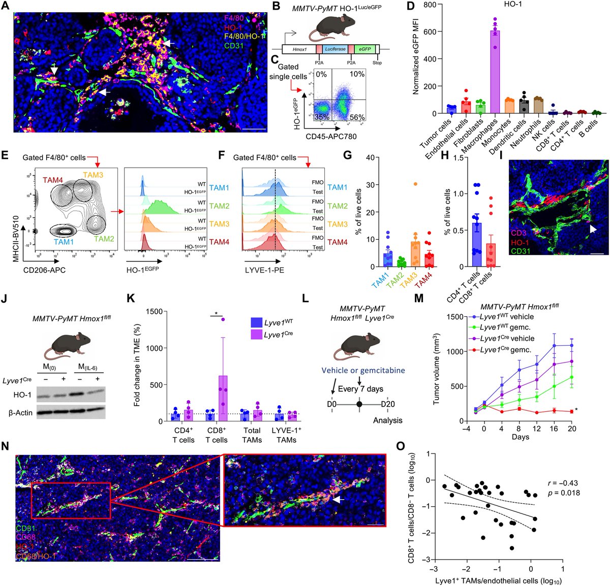 Waggoner Lab (@labwaggoner) on Twitter photo A small-molecule heme oxygenase inhibitor disrupts perivascular macrophage–mediated suppression of T cell responses in preclinical models of cancer
science.org/doi/10.1126/sc… <a href="/MeriemBahri1/">Meriem Bahri</a> <a href="/JNArnoldLab/">Arnold Lab</a> <a href="/ScienceTM/">Science Translational Medicine</a> A small-molecule heme oxygenase inhibitor disrupts perivascular macrophage–mediated suppression of T cell responses in preclinical models of cancer
science.org/doi/10.1126/sc… <a href="/MeriemBahri1/">Meriem Bahri</a> <a href="/JNArnoldLab/">Arnold Lab</a> <a href="/ScienceTM/">Science Translational Medicine</a>