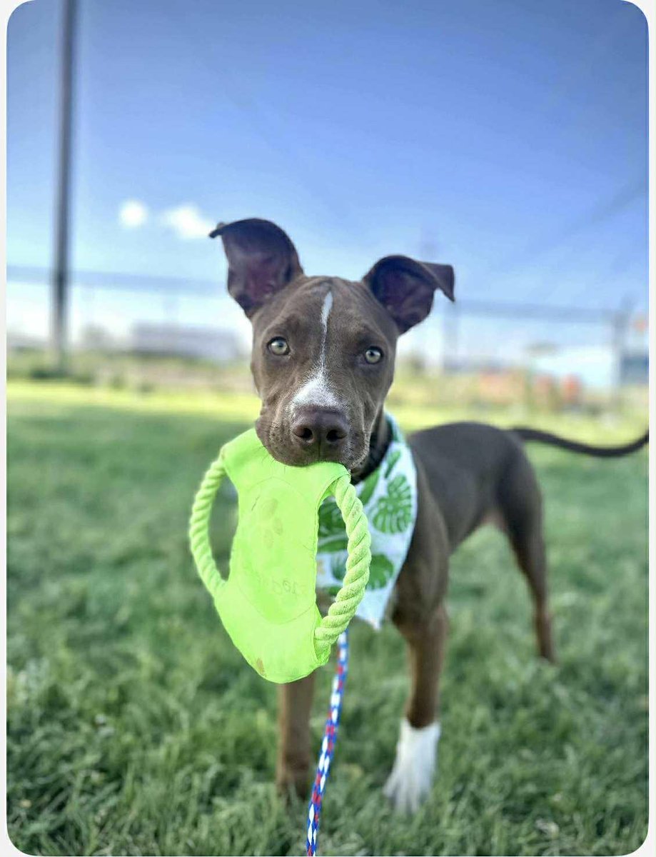 Knibbles • Mixed Breed
Location: Canyon, TX

More info ➜ littlepawsplace.com/redirect/knibb…
Adopt from anywhere 🐾

#AdoptDontShop #PetRescue #LittlePawsPlace