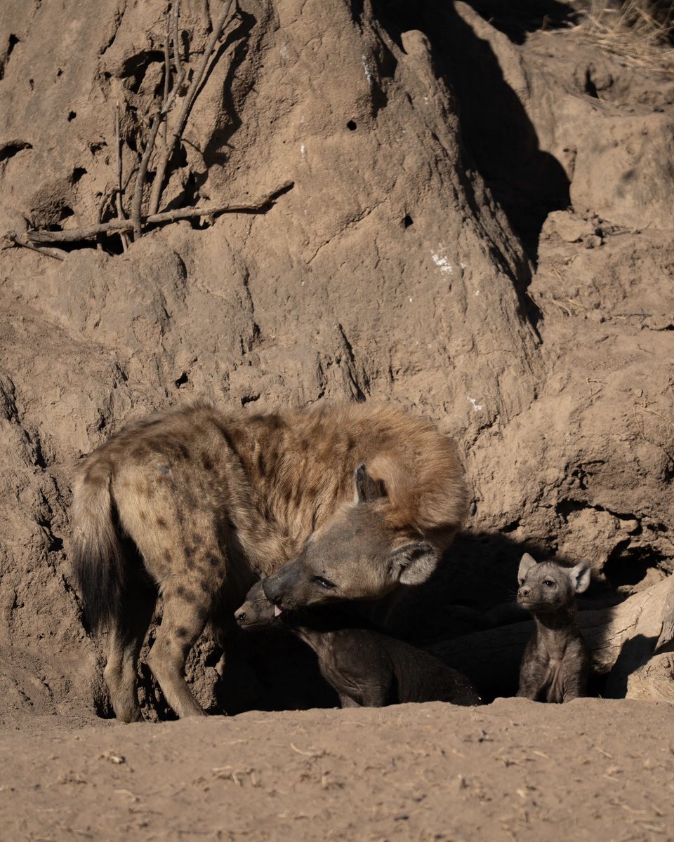Hyenas at their den 🤎