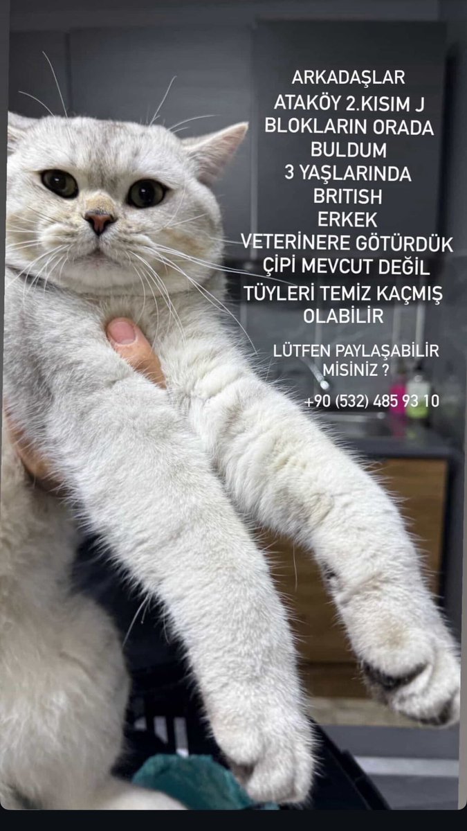 Ataköy/ Bakırköy #kayıpkedi elden ele inş sahibi bulunur