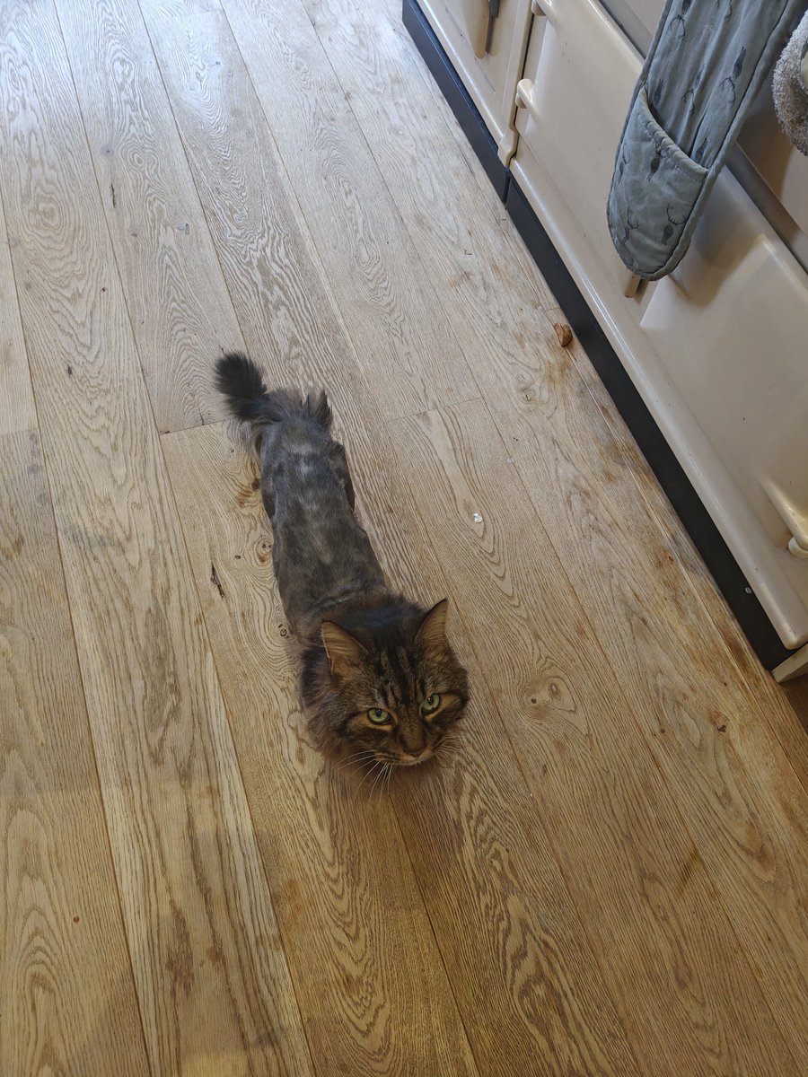 Hanu the Cat tweet media