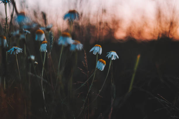 .

“Tis better to have loved and lost
Than never to have loved at all.”

― Alfred, Lord Tennyson
.

🩵