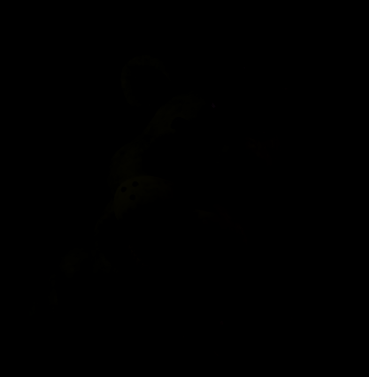 Y̷͕͑E̵̻͑L̸̢̎L̴̠̒Ó̷͉W̵̜̓B̵͉͂E̶͚̊A̶̰̿R̵̦̓ tweet media
