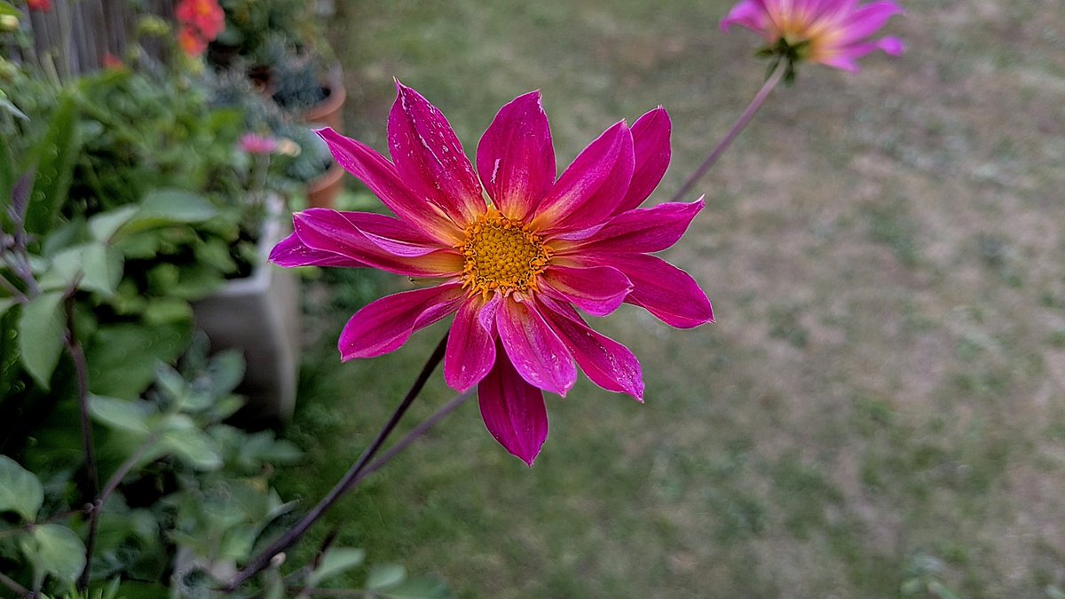 clothesfreeuk's tweet photo. My late planted dahlias bulbs are finally fulfilling their promise,the red pompoms appeared from nowhere ❤️
#summerbulbs #taylorsbulbs #Dahlias https://t.co/lT0VdrFWSi