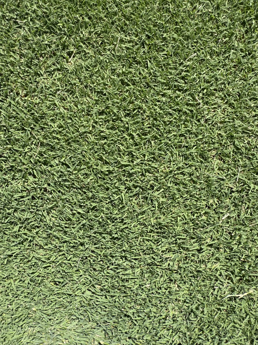 #CoachellaBermudagrass available Monday 8/11 in AZ. Excellent drought resistance, fine leaf blade, dark green color, low N user, and superior durability. #turfgrass #bermudagrass #drought