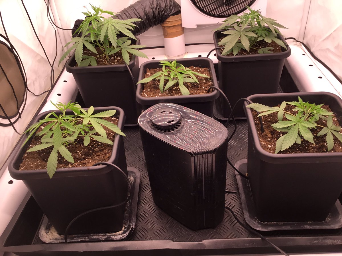 Gina Butch or Black Domina (@ginabutch) on Twitter photo HelloWe‘ve recentlyRepotted ourBlackLebanonGrowBy <a href="/SuperSativa1985/">Super Sativa Seed Club</a> .WeBelieveWe’ve2PhenotypesHere.The2atTheBackAreSimilar&the2atTheFront&inTheMiddleAreVerySimilar.WeHopeThatThe2atTheFront&theOneInTheMiddleWillGrowSoon&thatTheSizeRatioIsNotTooBigInTheEnd,thatWouldBeAShame!See you! HelloWe‘ve recentlyRepotted ourBlackLebanonGrowBy <a href="/SuperSativa1985/">Super Sativa Seed Club</a> .WeBelieveWe’ve2PhenotypesHere.The2atTheBackAreSimilar&the2atTheFront&inTheMiddleAreVerySimilar.WeHopeThatThe2atTheFront&theOneInTheMiddleWillGrowSoon&thatTheSizeRatioIsNotTooBigInTheEnd,thatWouldBeAShame!See you!