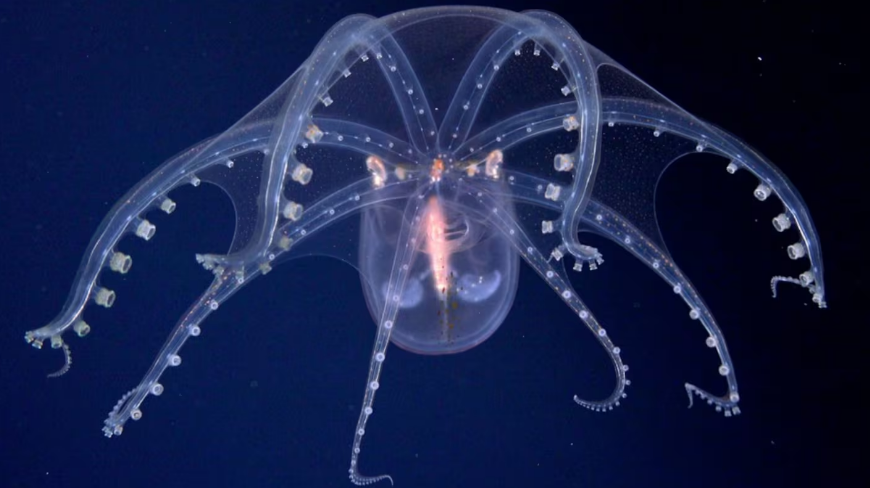 Una de las imágenes maravillosas e inéditas del pulpo de cristal tomada recientemente en la exploración histórica del Cañon submarino Mar del Plata.