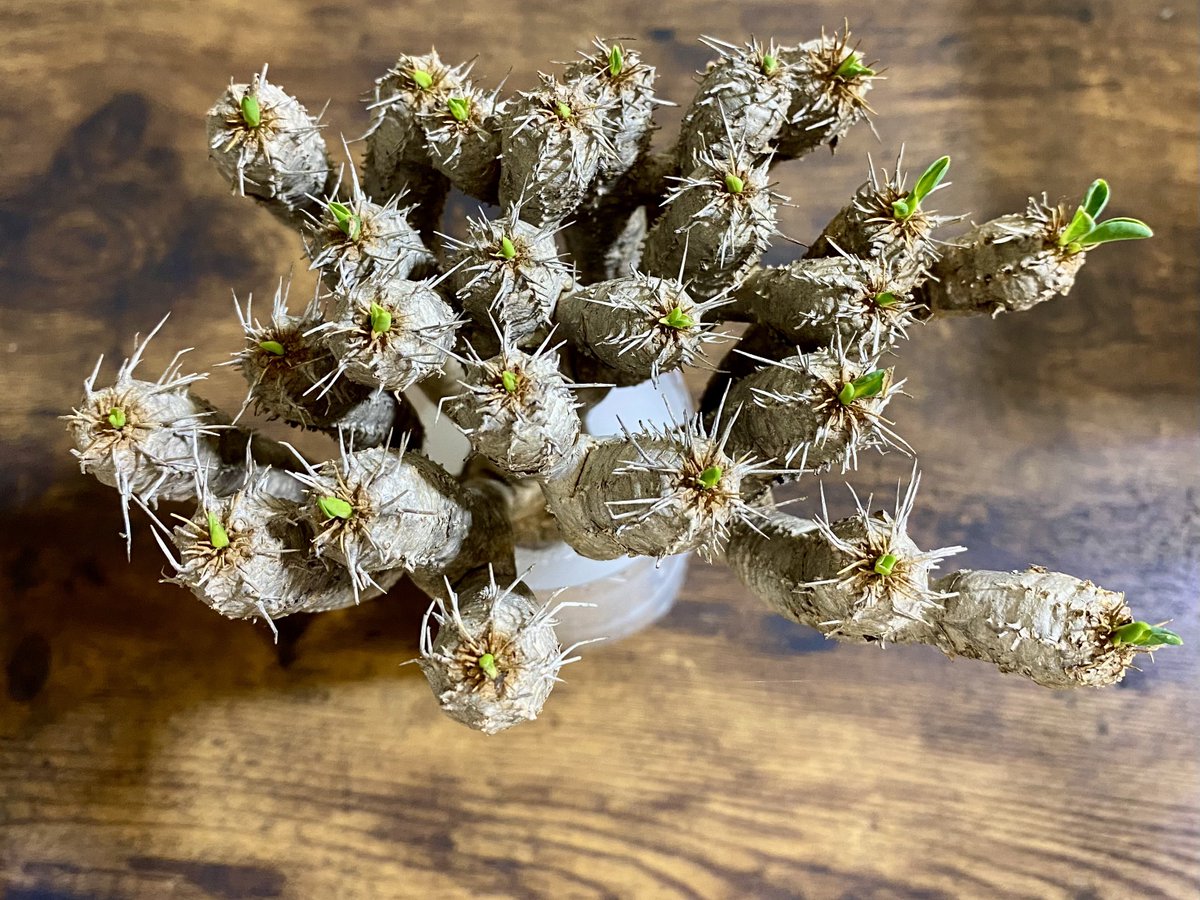 ベアルート株 - Search / X