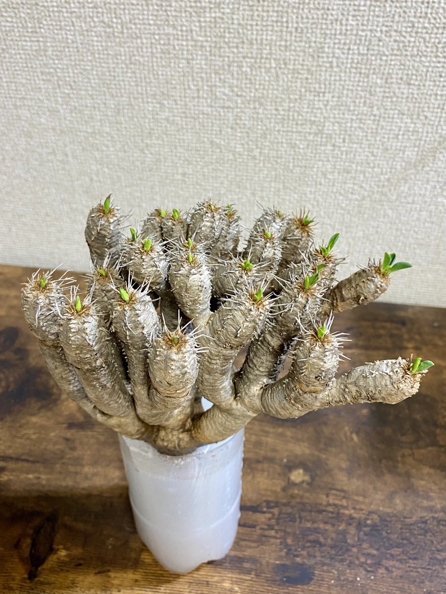 A*i様 目玉商品71002発根済み早い者勝ち！ ベアルート株 ペラルゴニウム