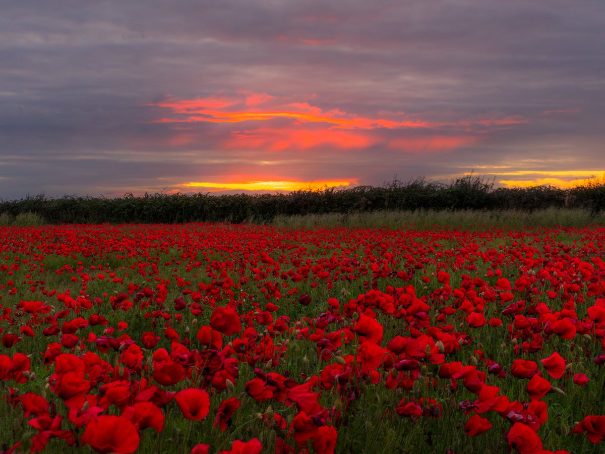 Sryan Bruen Photography tweet media