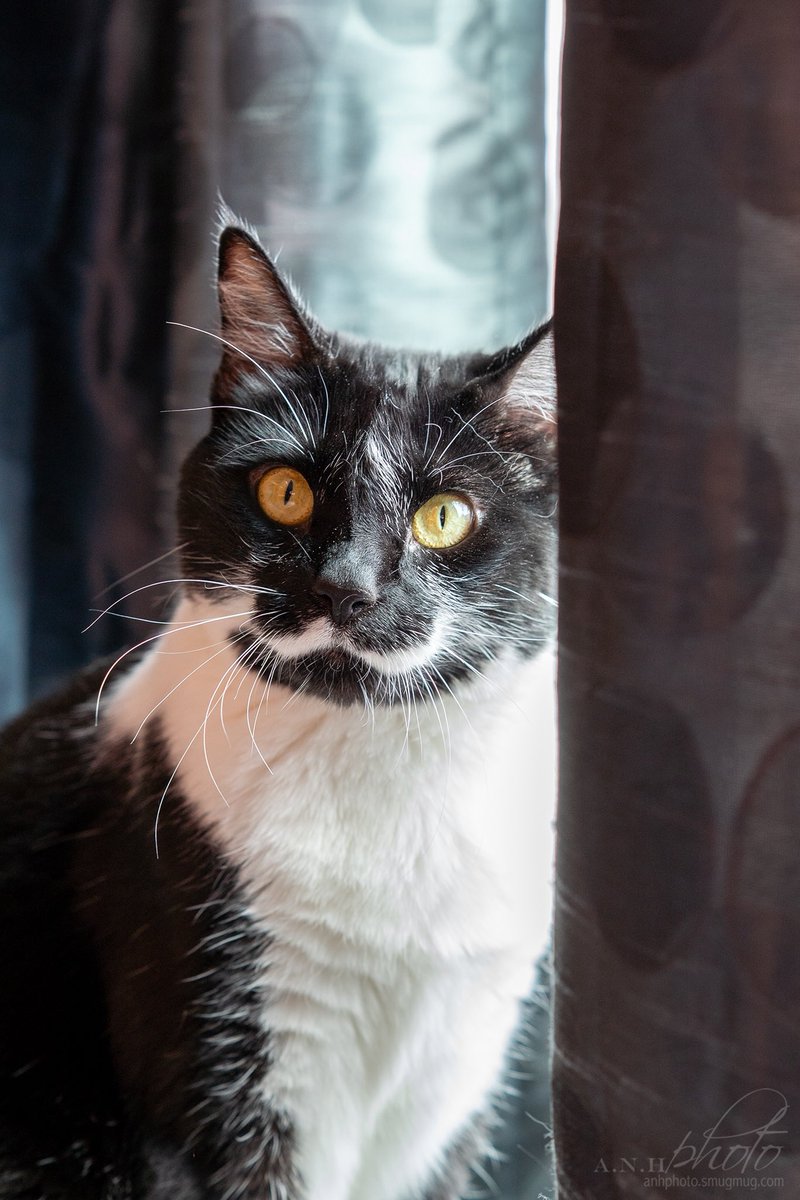 Happy Wednesday from adoptable kitty, Daisy!  This cutie is on neighbourhood watch duty, she loves to keep on top of all the action and her reports are very thorough and helpful!  Daisy is such a smart and loyal pal and she is going to be a lovely forever family member.  She is 5