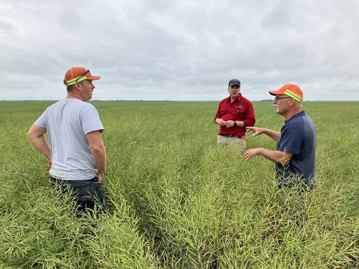 Canola field in Elm Creek with friends from Lachstock Consulting. Farmers comparing notes about production in Cda and Aust.