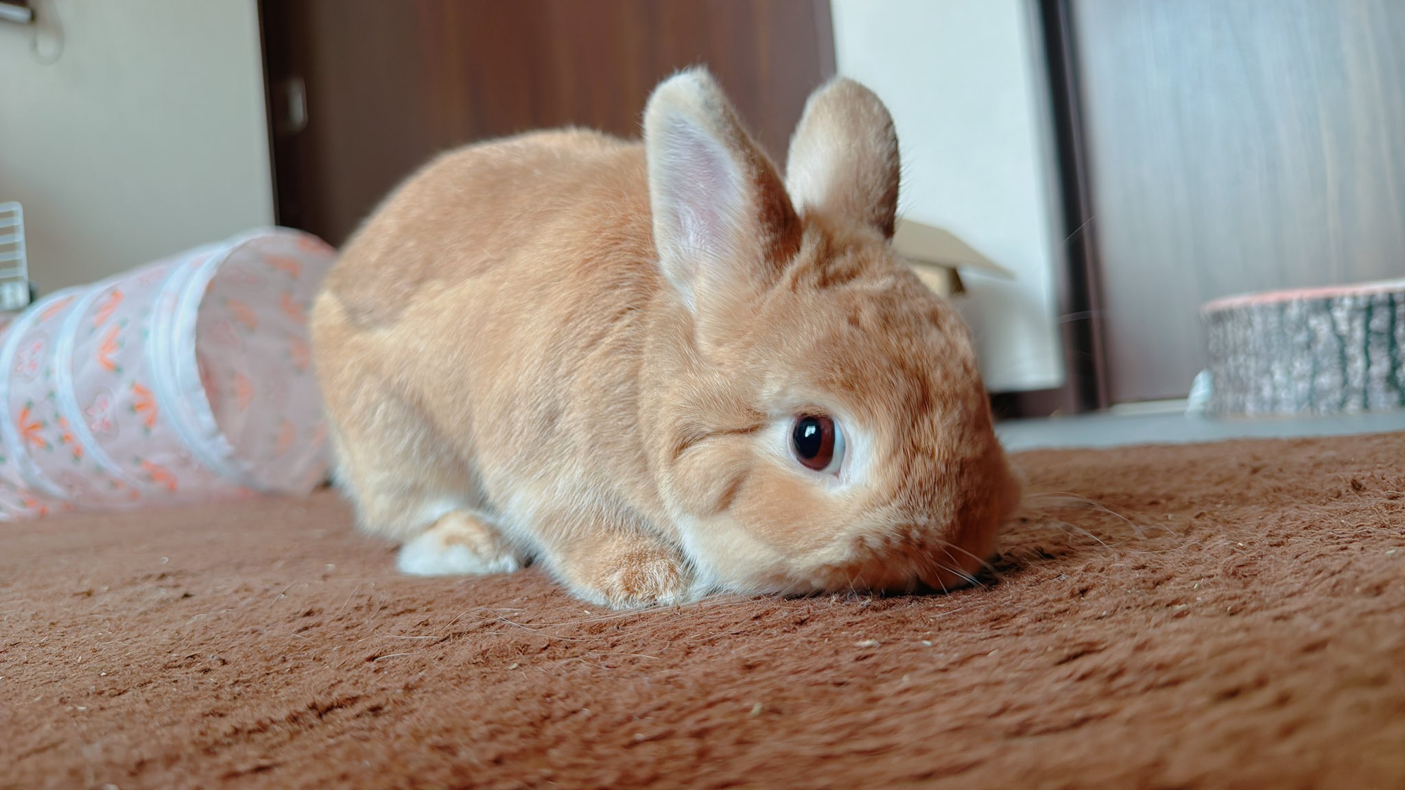 兎 うさぎのほの🥕 on X: 
