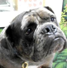 Charlie • Bulldog
Location: Frederick, MD

More info ➜ littlepawsplace.com/redirect/charl…
Adopt from anywhere 🐾

#AdoptDontShop #PetRescue #LittlePawsPlace