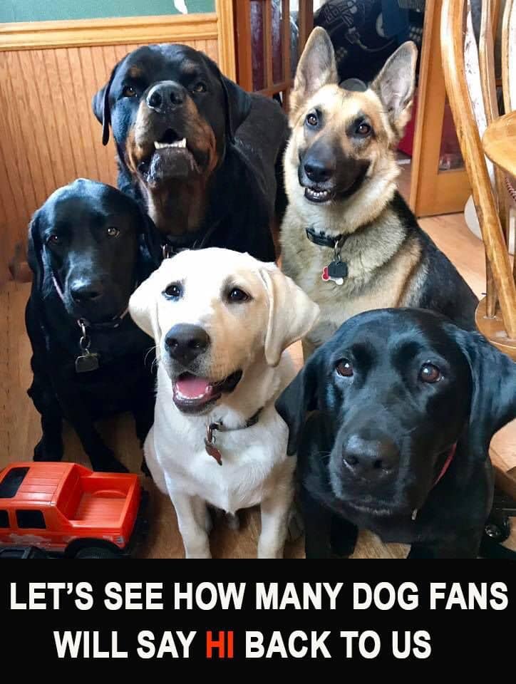 Dog Lovers (@doglovers03) on Twitter photo 