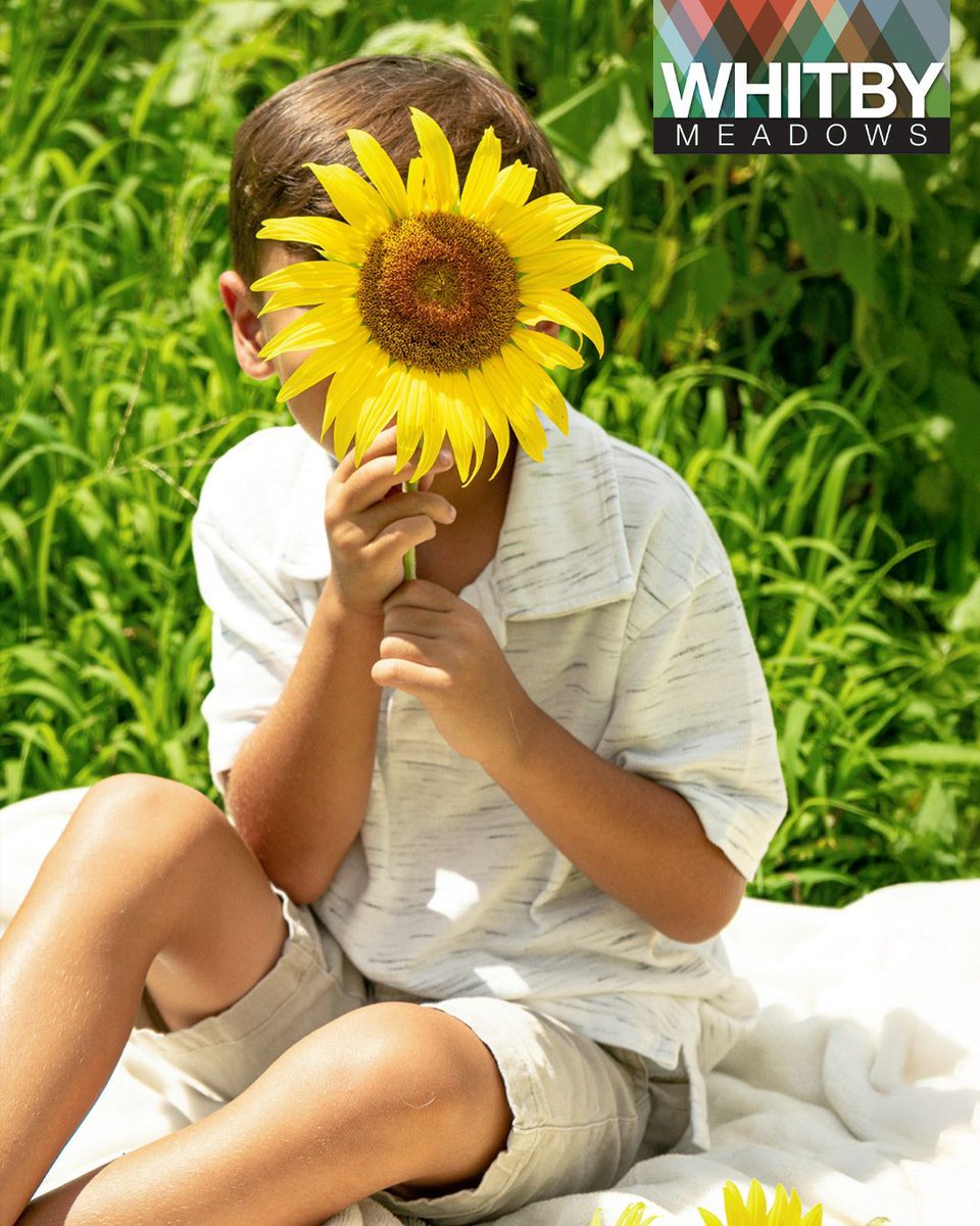 COMING SOON - Enjoy over 100,000 sunflowers at B’More Farm, 10 minutes from Whitby Meadows 🌻

Shop local vendors, eat delicious food, &amp; take photos amongst the flowers.

Discover an exclusive opportunity to own 36’ &amp; 40’ singles during Phase 4 buff.ly/JyEKg31