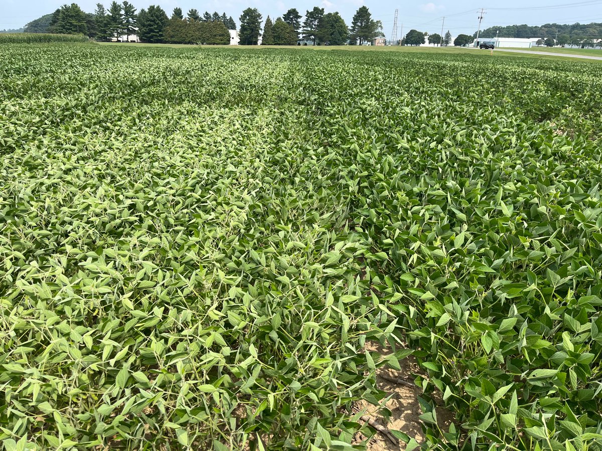 Science for Success (@soybeanscience1) on Twitter photo Early planting for soybeans can be beneficial, but late season droughts can hurt yields when water use peaks ~R3-R5. In this #UpdateFromTheField from <a href="/SpartanAgronomy/">Manni Singh</a> you can see that early-planted treatments (left) are showing water stress vs late-planted (right) in Central MI. Early planting for soybeans can be beneficial, but late season droughts can hurt yields when water use peaks ~R3-R5. In this #UpdateFromTheField from <a href="/SpartanAgronomy/">Manni Singh</a> you can see that early-planted treatments (left) are showing water stress vs late-planted (right) in Central MI.