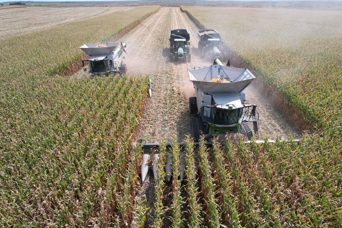 Rocky Ormiston (@rockormiston2) on Twitter photo HIRING Immediately:
We are looking for experienced operators for the fall harvest. Housing is available if needed. DM if interested. <a href="/pinchehonkey/">Honkeyβ’οΈ</a> HIRING Immediately:
We are looking for experienced operators for the fall harvest. Housing is available if needed. DM if interested. <a href="/pinchehonkey/">Honkeyβ’οΈ</a>