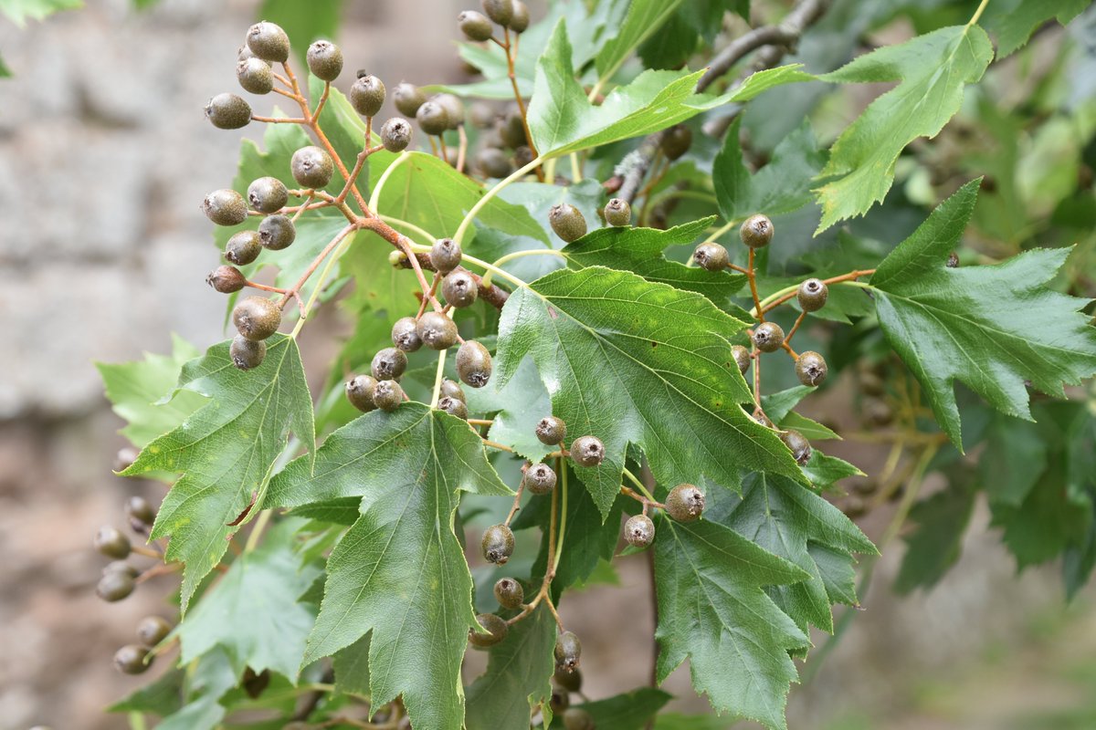 The leaves and ripening brown fruits of the wild service tree, Sorbus torminalis, photographed yesterday.