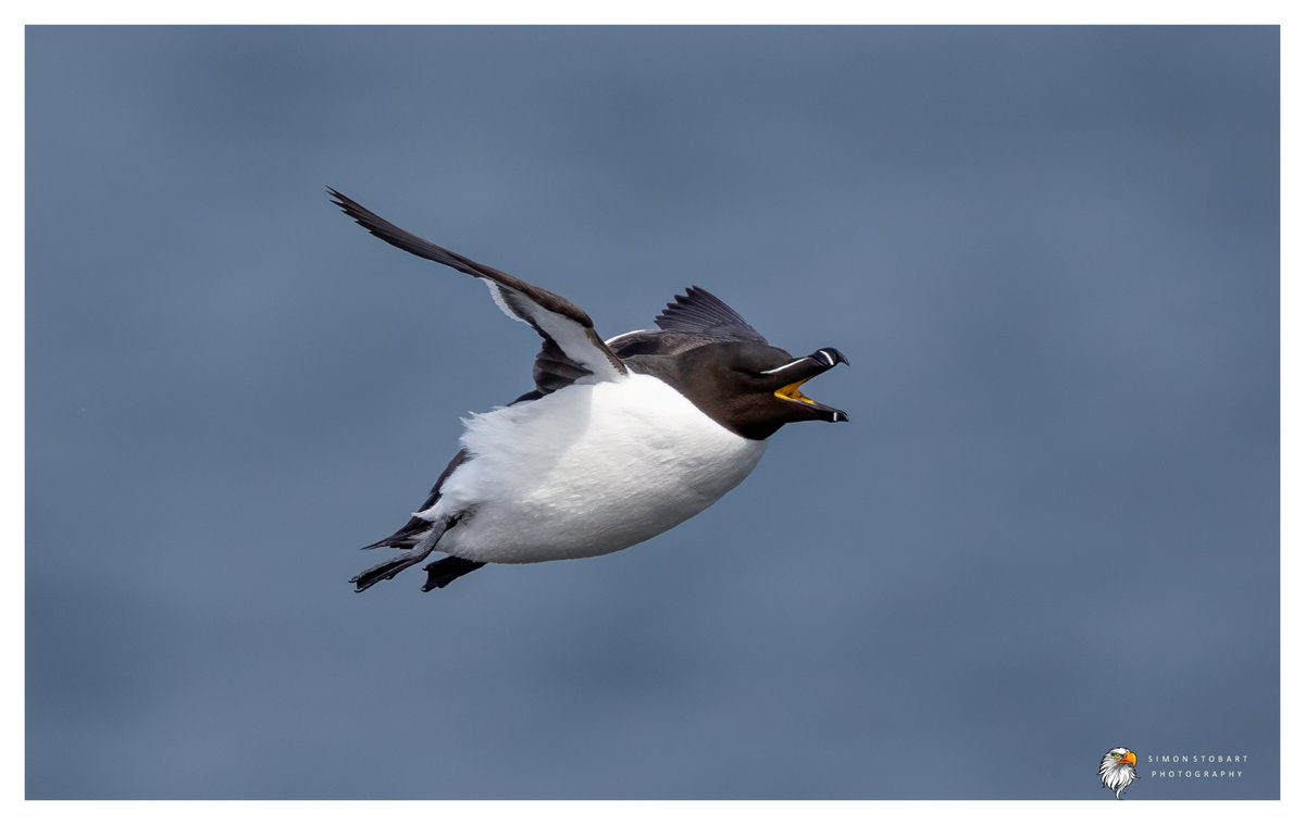 πππ’π€π£ ππ©π€πππ§π© π¦π¦π¦ (@sherburnsi) on Twitter photo Razorbill recently.
<a href="/teesbirds1/">teesbirds</a>
<a href="/teeswildlife/">Tees Wildlife</a>
<a href="/DurhamBirdClub/">Durham Bird Club</a>
<a href="/Natures_Voice/">RSPB</a>
<a href="/NatureUK/">NatureUK</a>
<a href="/WildlifeMag/">BBC Wildlife</a>
<a href="/BBCSpringwatch/">BBC Springwatch</a>
<a href="/NTBirdClub/">Northumberland & Tyneside Bird Club</a>
<a href="/UKNikon/">Nikon UK & Ireland</a>
#naturephotographyday #birds #wildlifephotography Razorbill recently.
<a href="/teesbirds1/">teesbirds</a>
<a href="/teeswildlife/">Tees Wildlife</a>
<a href="/DurhamBirdClub/">Durham Bird Club</a>
<a href="/Natures_Voice/">RSPB</a>
<a href="/NatureUK/">NatureUK</a>
<a href="/WildlifeMag/">BBC Wildlife</a>
<a href="/BBCSpringwatch/">BBC Springwatch</a>
<a href="/NTBirdClub/">Northumberland & Tyneside Bird Club</a>
<a href="/UKNikon/">Nikon UK & Ireland</a>
#naturephotographyday #birds #wildlifephotography