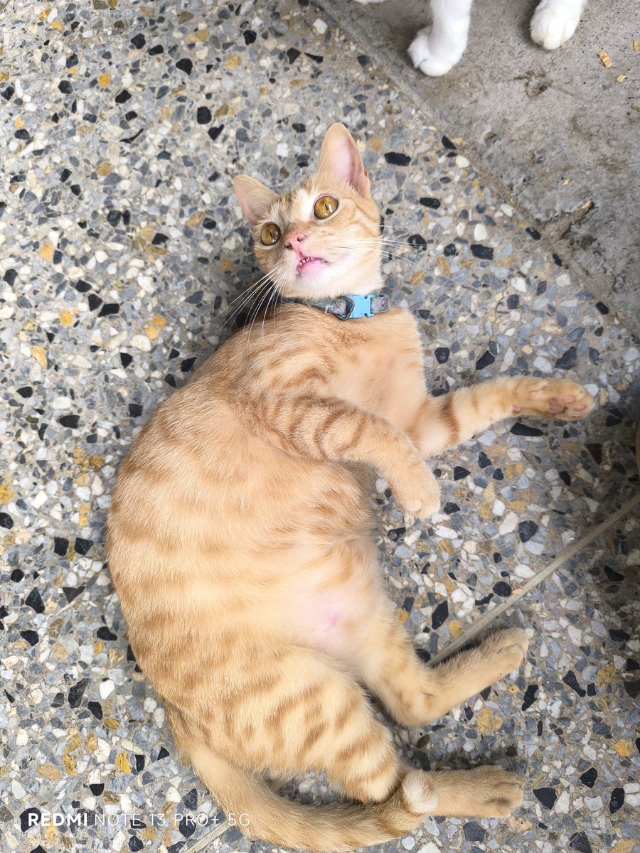 Hi we are the Moustaches.💜
I am Ginger 🐾 We are looking for sponsors for 15$ so we can finish paying for the food and be wormed.

Could you be one of those people today? Thank you! 🐾
We are in need of good hearts.
paypal.me/Maullidosyladr…