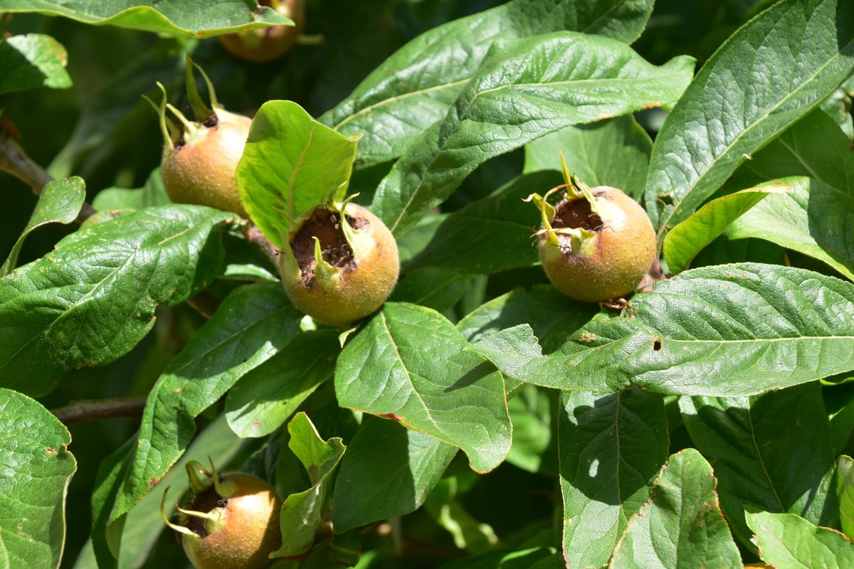 The common medlar, Mespilus germanica,  has larger brown fruits which are edible once softened by frost (bletted). Photo taken yesterday.