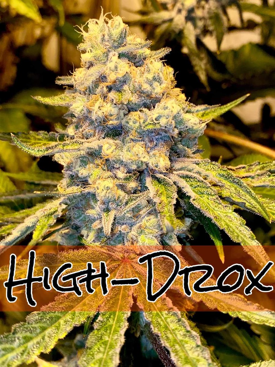 Sofem Genetics (@sofemtony) on Twitter photo 