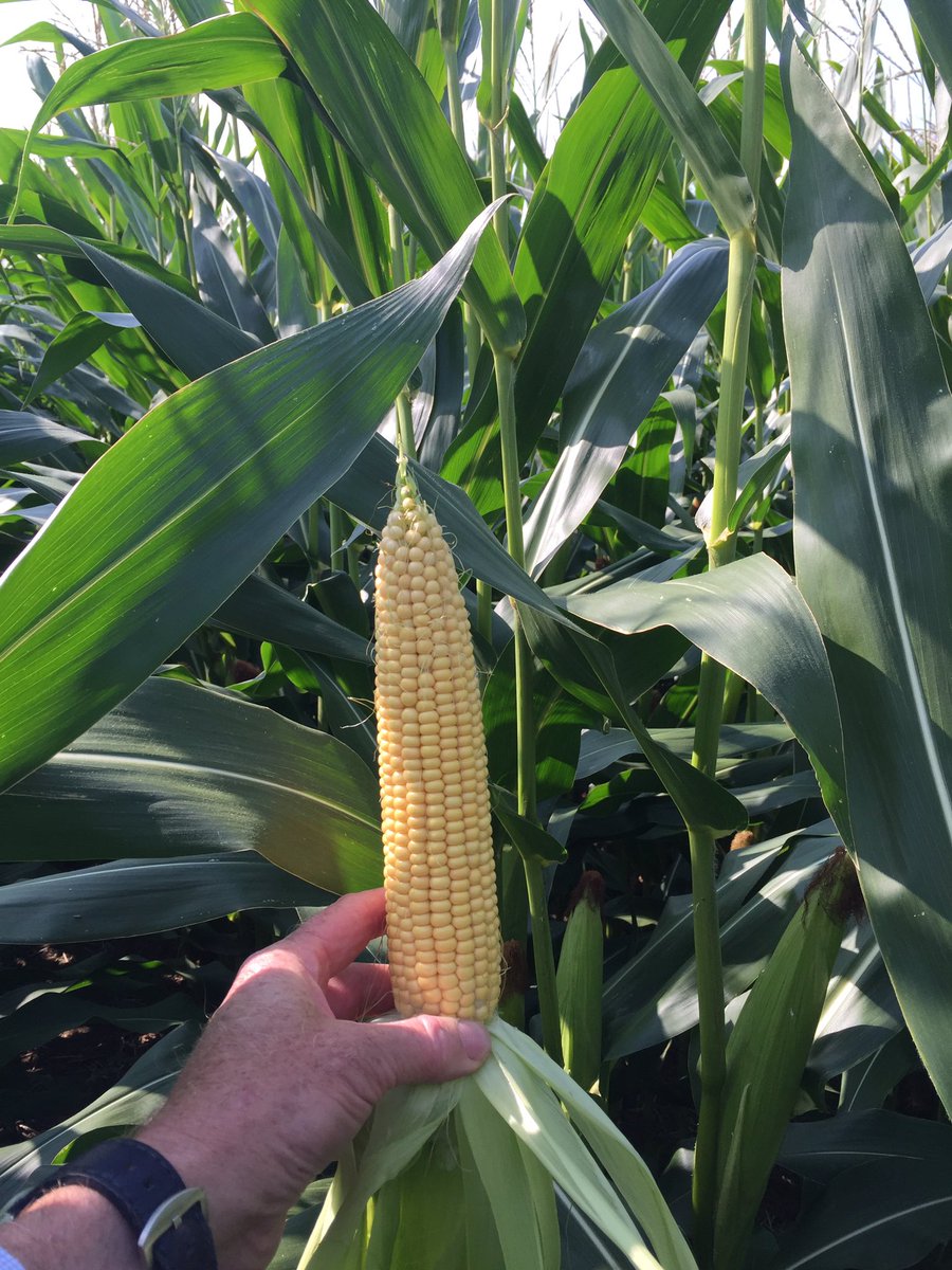 Maize coming along nicely in Lincolnshire, starch increasing daily in the strong sunshine. Maize is going to be the best gross margin crop this year.