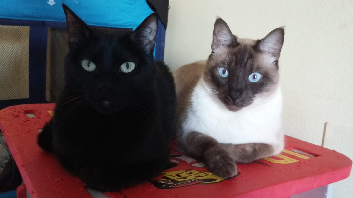 SosAbuelos1's tweet image. #Mallorca
Estas dos bellezas son #NEGRO de 13 años &amp;amp; #PEPÍN de 11. 
Su papá humano está ingresado con pronóstico muy grave por lo que necesitan casa de acogida o adopción urgente! 

Están muy unidos y siempre han estado juntitos!!

Contacto; 638 35 65 51 Mónica