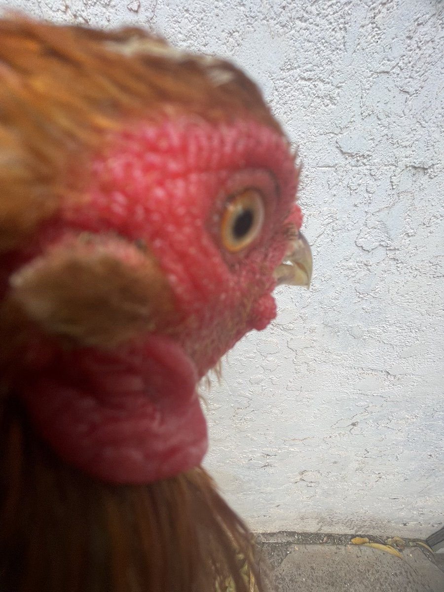 new photo of egg chicken